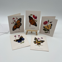 Vintage Metropolitan Museum Butterfly Greeting Card Set