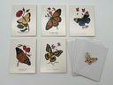 Vintage The Metropolitan Museum of Art Cards Set with Various Butterfly Designs
